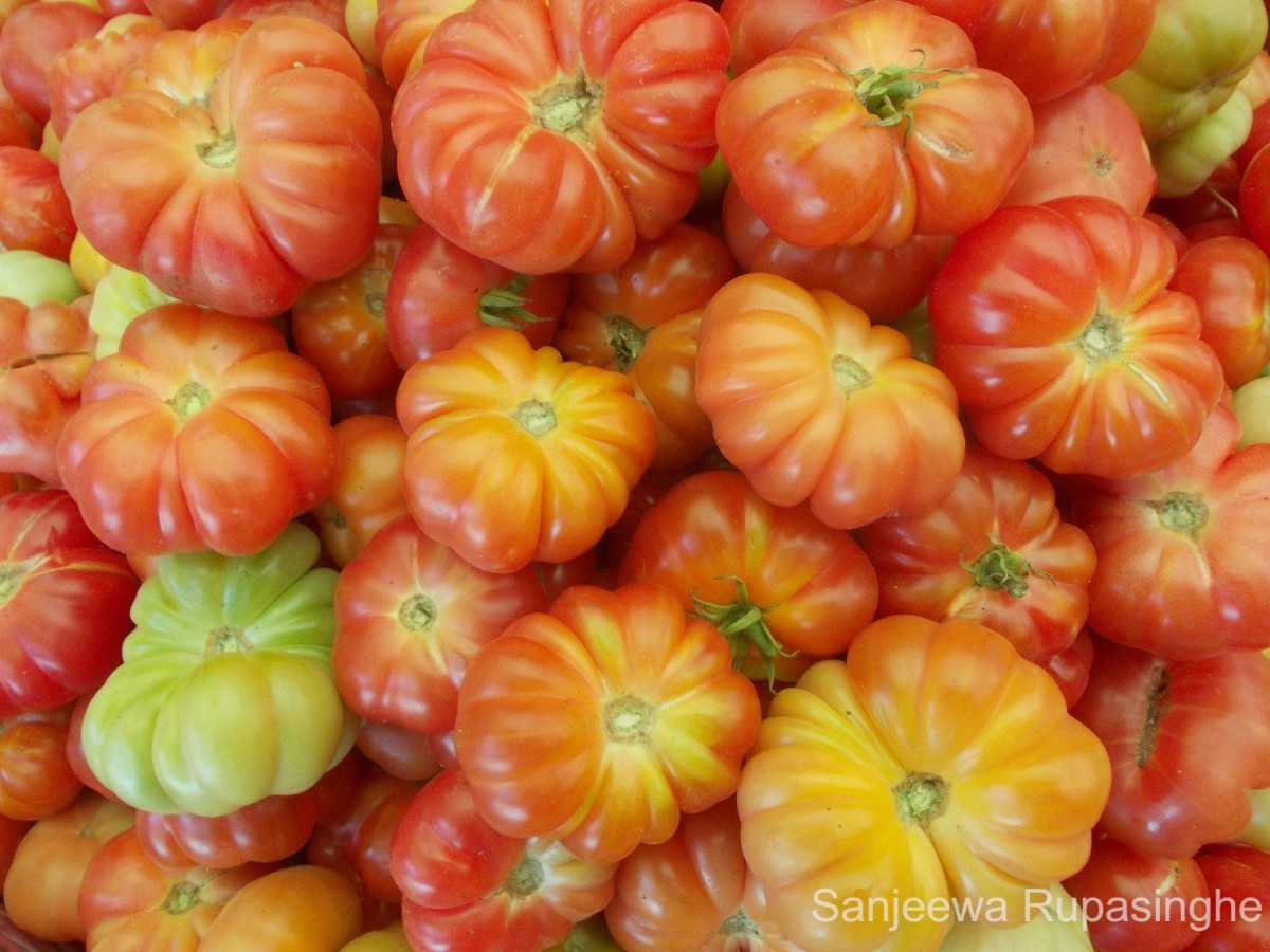 Solanum lycopersicum L.